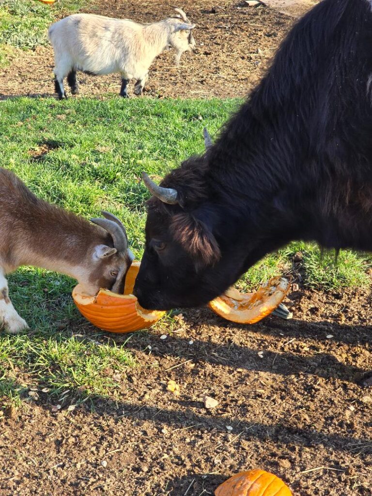 From Jack-o’-Lantern to Snack-o’-Lantern: The Farm-Approved Fate of Holiday Pumpkins